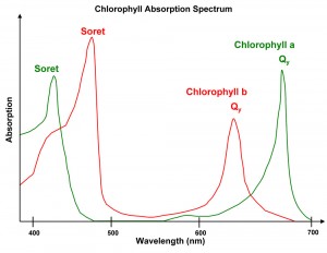 Chlorophyll absorption